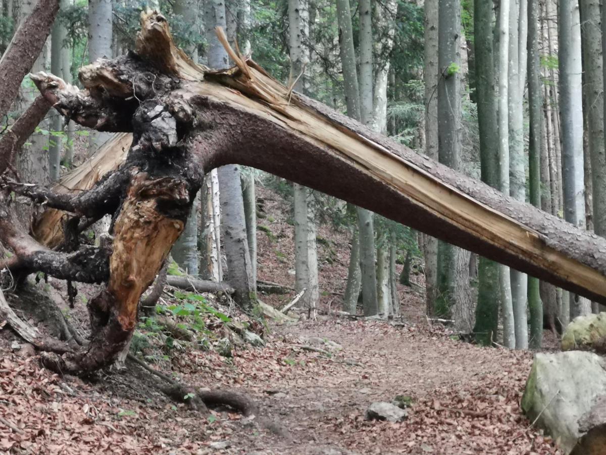 Ferienlandhaus Alpinum レンクグリース エクステリア 写真
